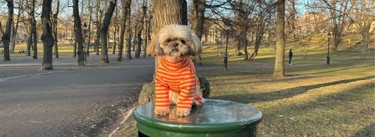 Underlätta vårpromenaden med bomullskläder till din hund