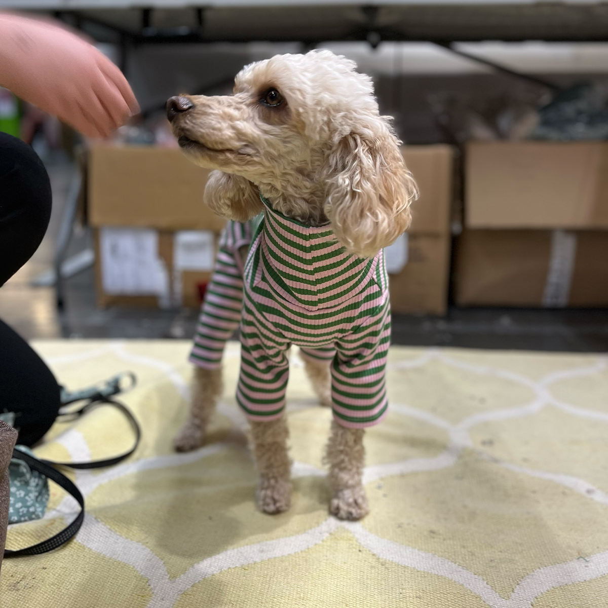 Sweater Ribbed Cotton, Orange/Apricot, M