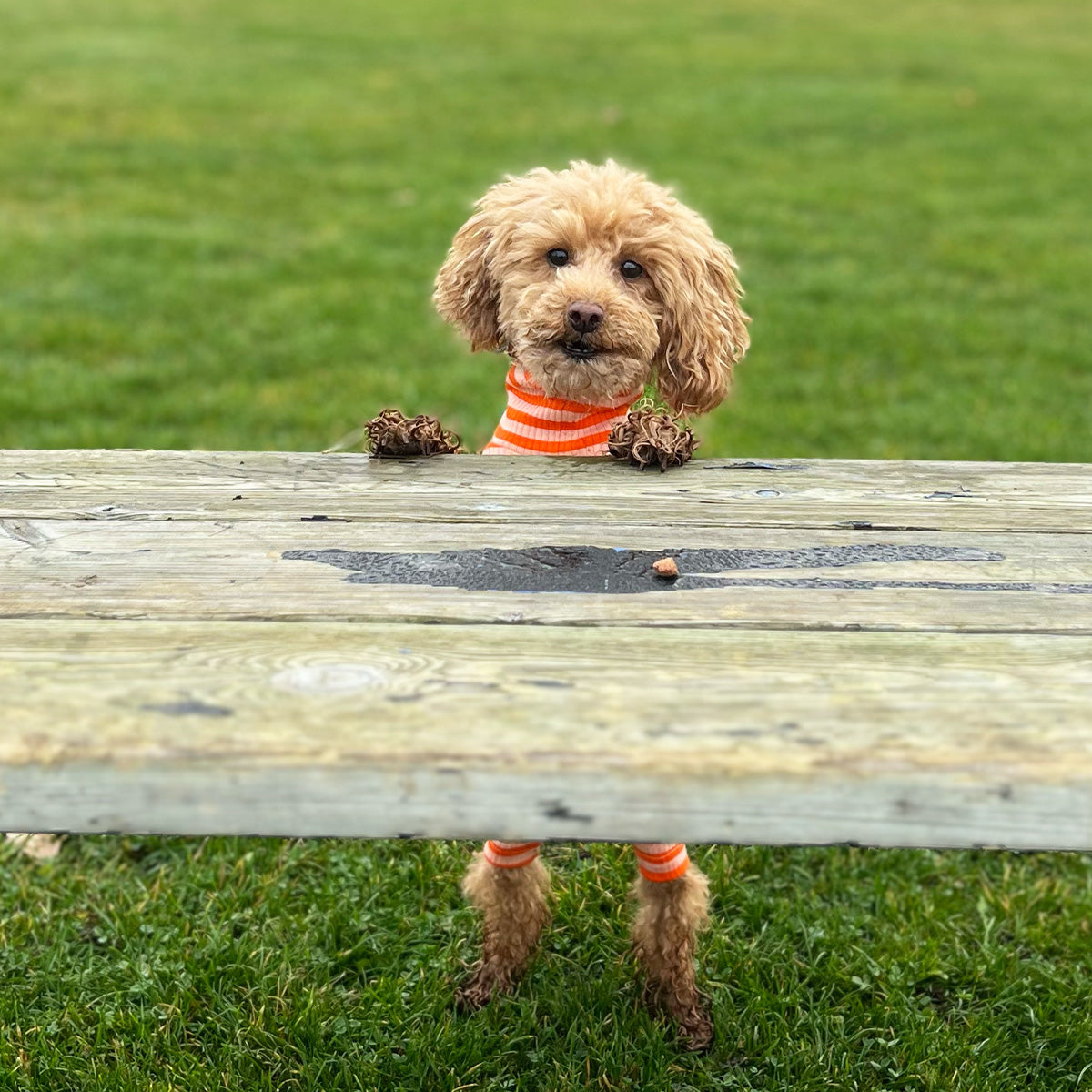 Overall i Ribbad Bomull, Randig (Orange/Aprikos), XXS