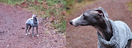 Storleksguide för västar till whippet – så väljer du rätt passform