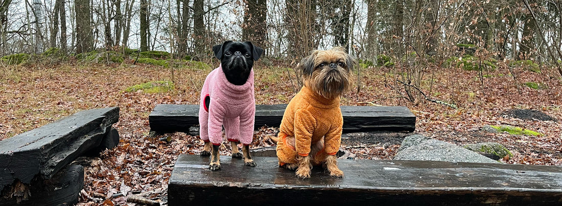 Den kompletta guiden till hundkläder – så väljer du rätt plagg för varje säsong