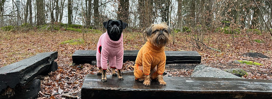 Den kompletta guiden till hundkläder – så väljer du rätt plagg för varje säsong