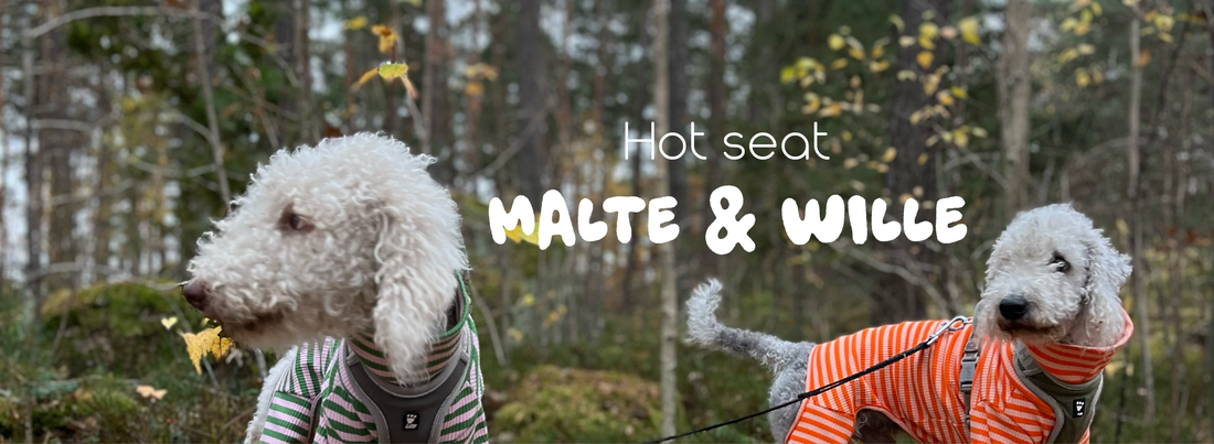 HOT SEAT: 8 frågor till Malte & Wille