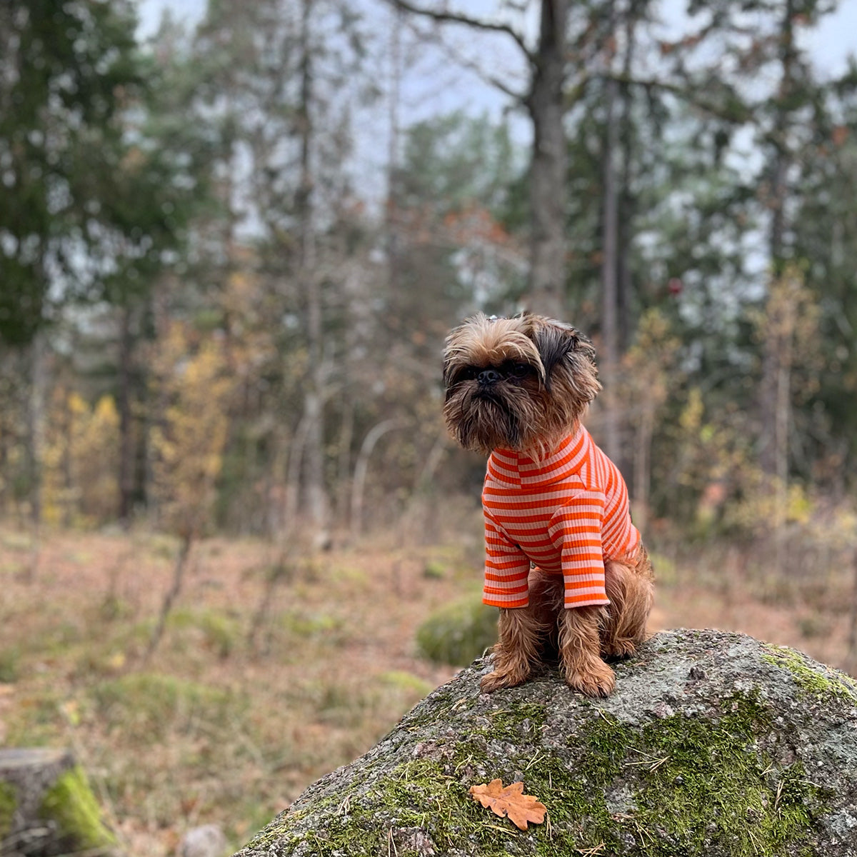 Tröja i Ribbad Bomull, Randig (Orange/Aprikos), M