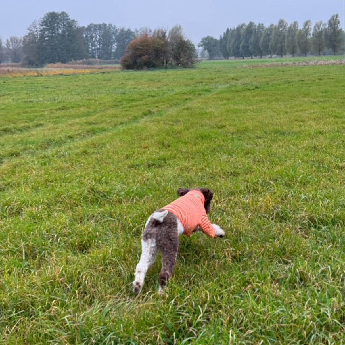 Tröja i Ribbad Bomull, Randig (Orange/Aprikos), L